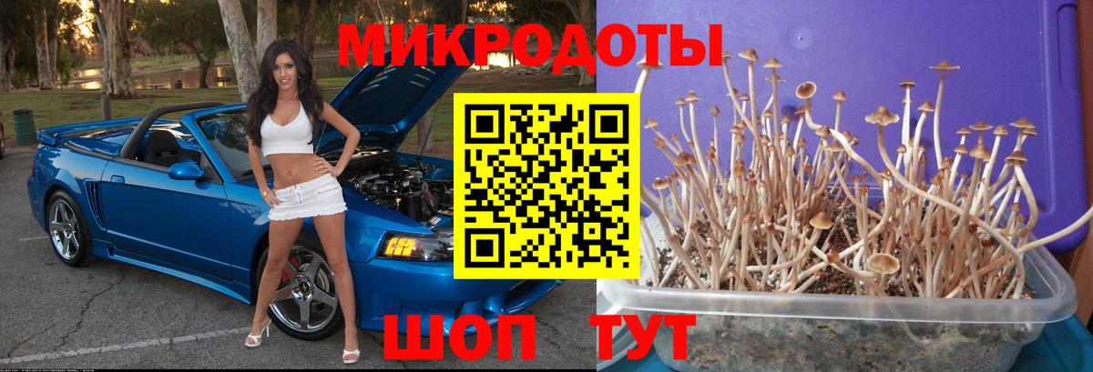 Галлюциногенные грибы Psilocybe  Вход с VPN  Новороссийск 